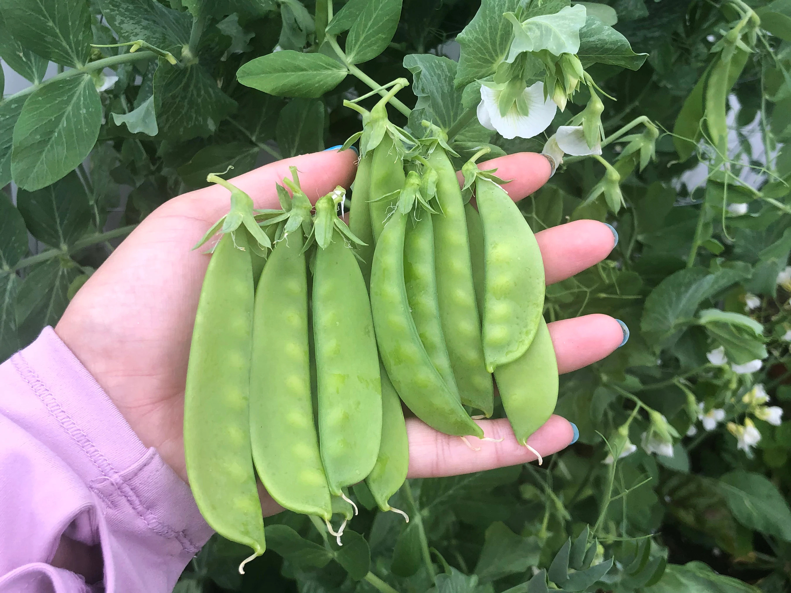 Oregon Sugar Pod II Peas